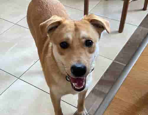 6 марта 2022 года сразу две собачки нашли свой дом