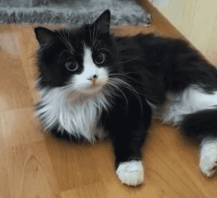 Киса уехала домой