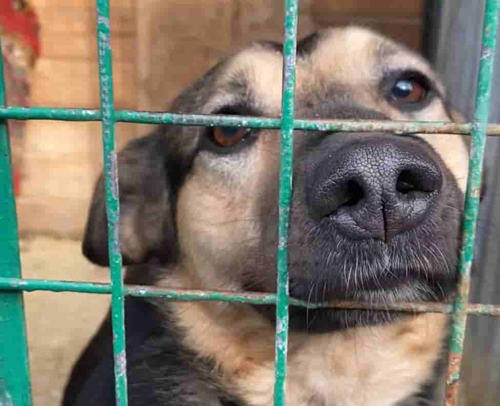 Что стоит знать, если вы хотите взять собаку из приюта?