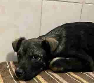 Сбор на новых щенков