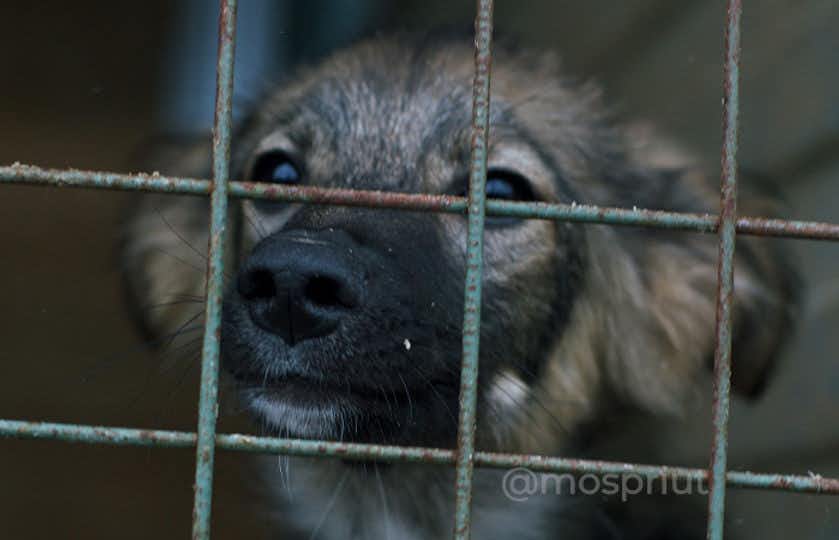 В Приют Щербинка поступило более 30 щенков за неделю 🫣 Помогите нам собрать корма и лекарства