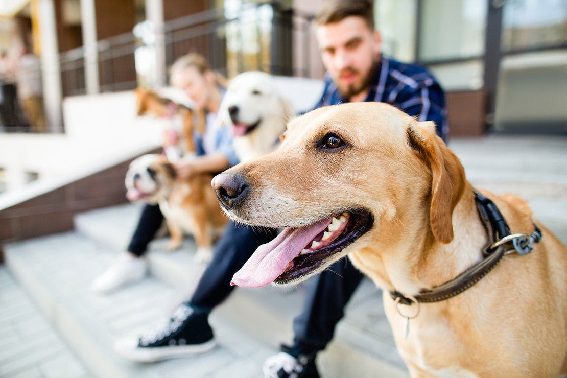 Фонд "Собаки, которые любят" 14 ноября приглашает гостей на выставку-пристройство