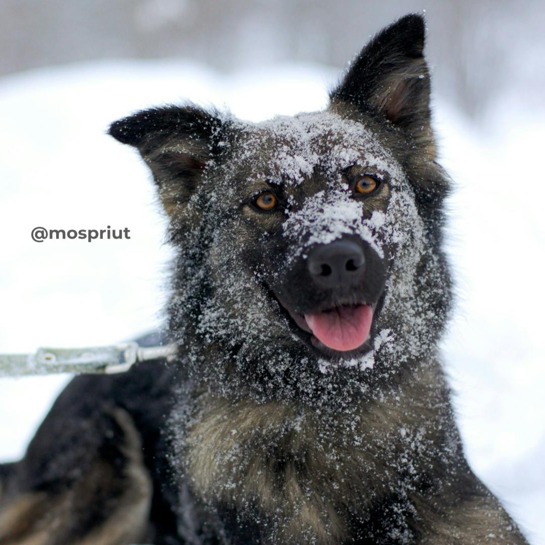 Красивая собачка Аляска из приюта Щербинка в поисках своего любимого хозяина